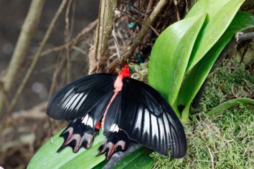 Bordano Schmetterling