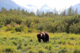 Alaska Bären