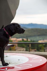 Urlaub mit Hund in der Toskana, Montebuoni, www.anitaaufreisen.at