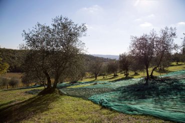Olivenernte in der Toskana, Foto Anita Arneitz