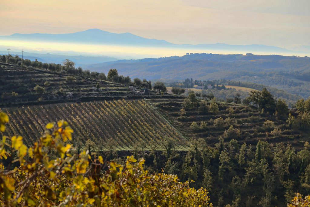 Olivenernte in der Toskana, Foto Anita Arneitz, beliebtesten Reiseberichte