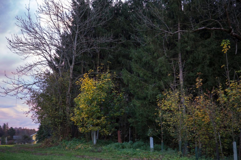 Klimafitter Wald, Villach, Foto Anita Arneitz