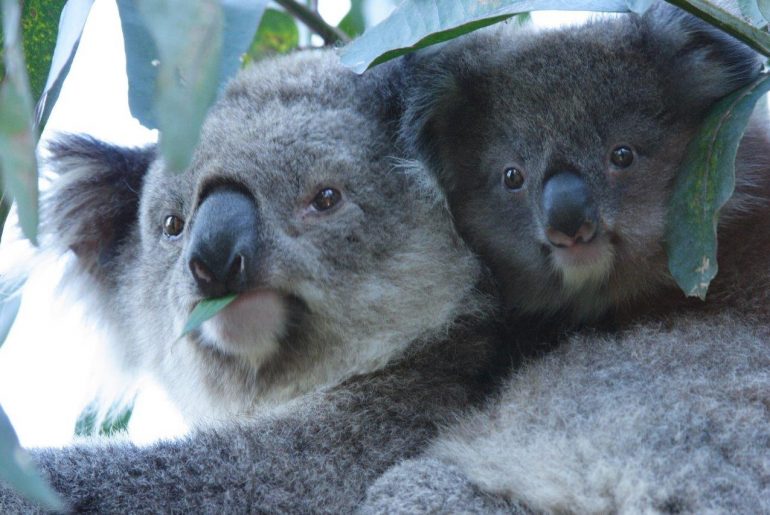 Melbourne und Victoria sind die Heimat der Koalas, erfahre im Blogbeitrag mehr über die Reisedestination und die tierischen Schlafweltmeister. Foto: Visit Victoria