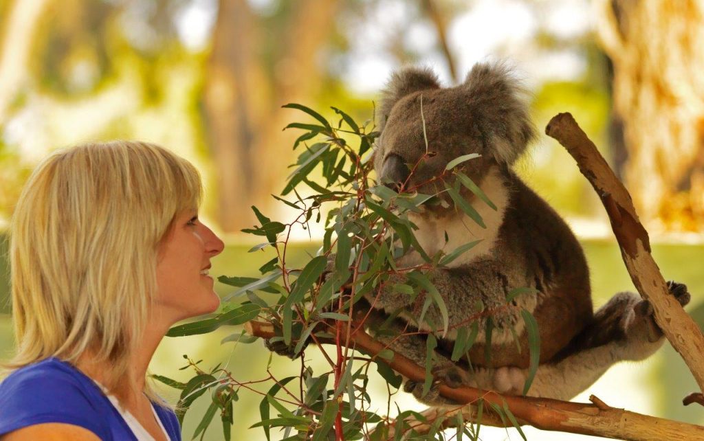 Melbourne und Victoria sind die Heimat der Koalas, erfahre im Blogbeitrag mehr über die Reisedestination und die tierischen Schlafweltmeister. Foto: Visit Victoria