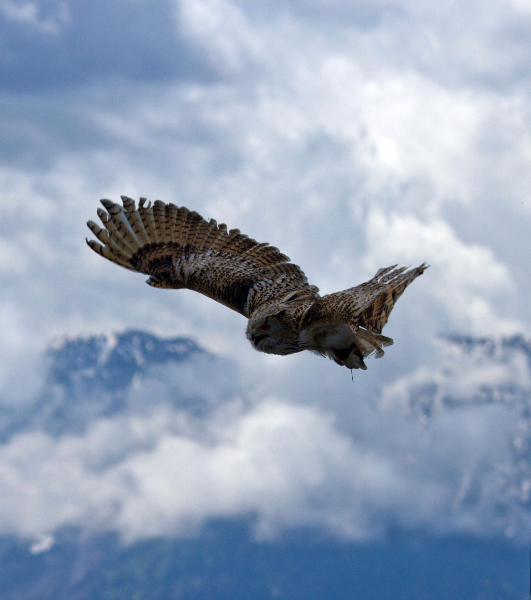 Adler Auf Landskron Foto Matthias Eichinger 1 Reiseblog Anita Auf Reisen