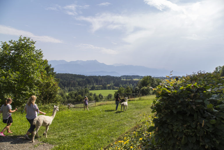 Wandern mit Alpaka