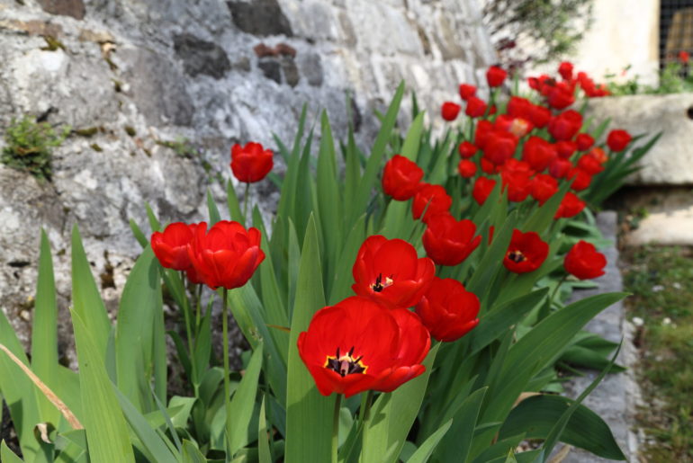 Blumenfrühling in Friaul