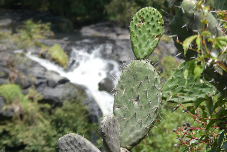 Mexiko Wasserfall