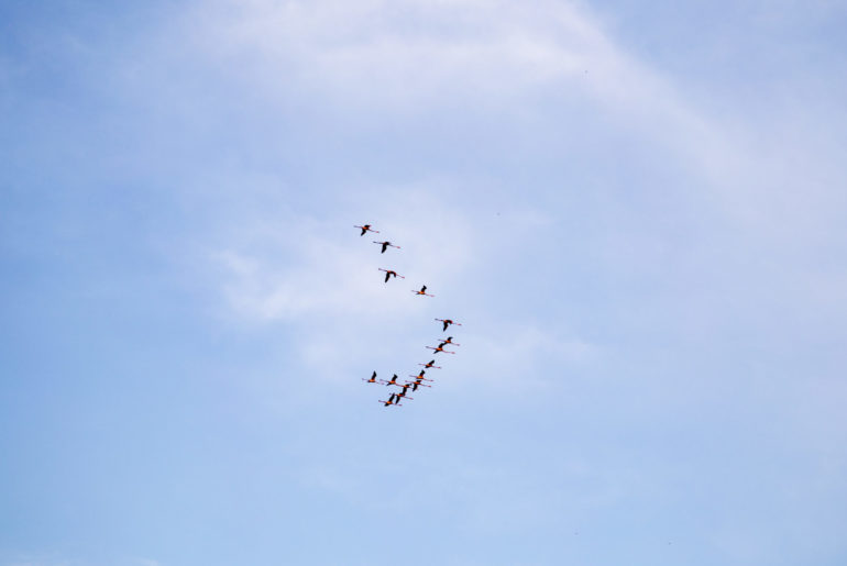 Flamingos Comacchio