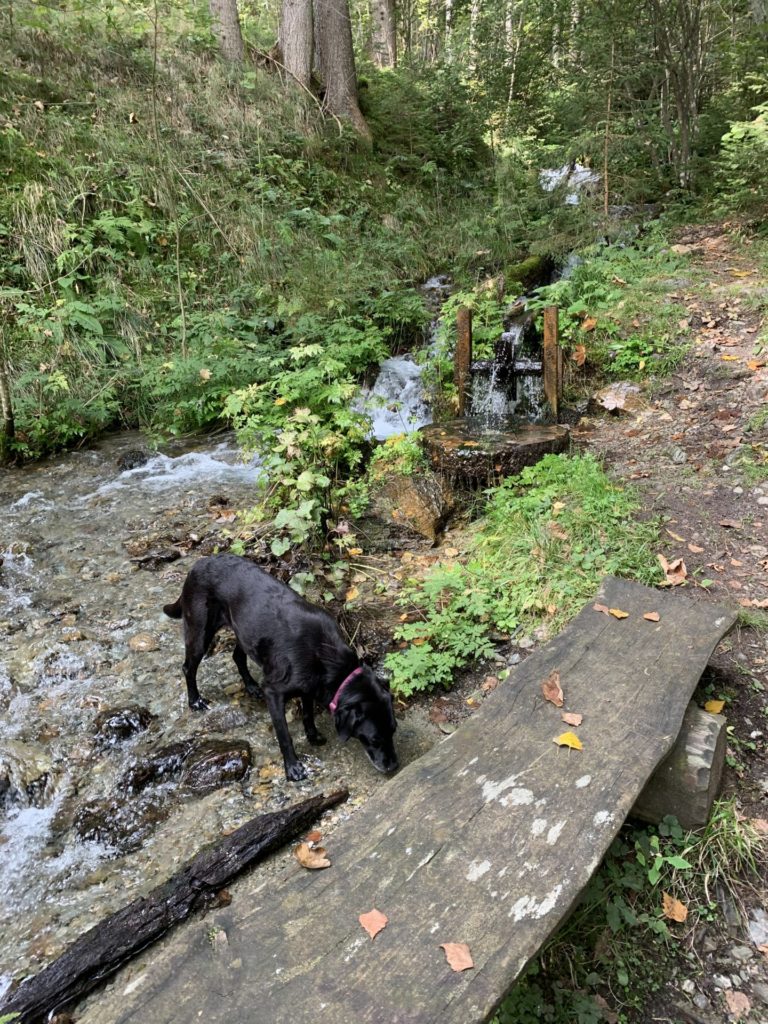 Wandern in Kärnten mit Hund