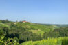 Suhani Pittie Gold Long Mesh & Rose Vine Necklace With Green Crystals main image 1