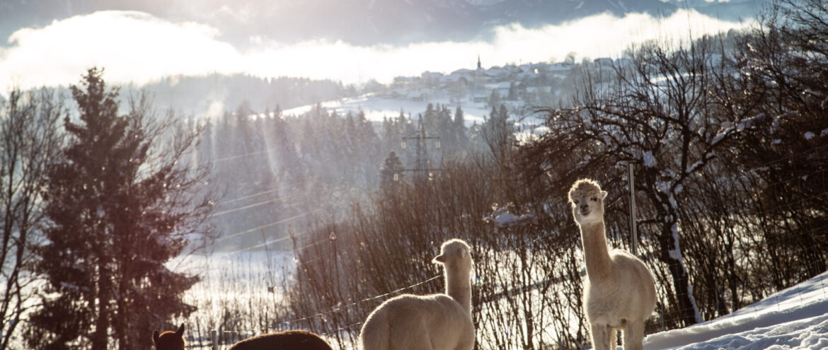 21 Ideen für den Winterurlaub in Kärnten