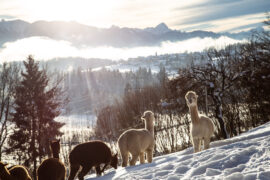 Alpakas am Wörthersee im Winter, Tipps für den Winterurlaub in Kärnten abseits der Piste, Foto Anita Arneitz